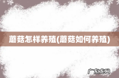 蘑菇如何养殖 蘑菇怎样养殖