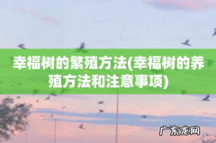 幸福树的养殖方法和注意事项 幸福树的繁殖方法
