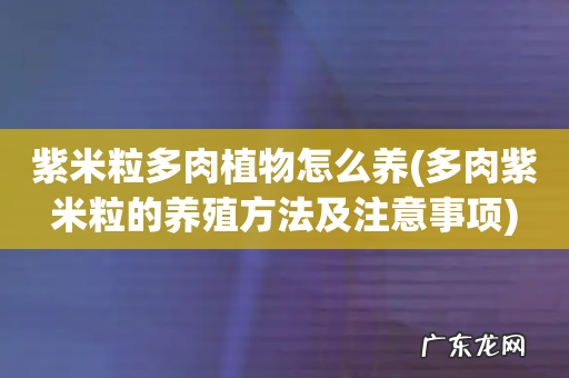 多肉紫米粒的养殖方法及注意事项 紫米粒多肉植物怎么养