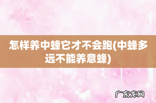 中蜂多远不能养意蜂 怎样养中蜂它才不会跑