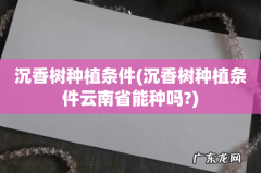 沉香树种植条件云南省能种吗? 沉香树种植条件