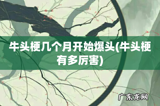 牛头梗有多厉害 牛头梗几个月开始爆头