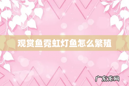 观赏鱼霓虹灯鱼怎么繁殖