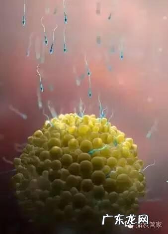 几个月能看出来胎儿性别 几个月能看出胎儿性别吗