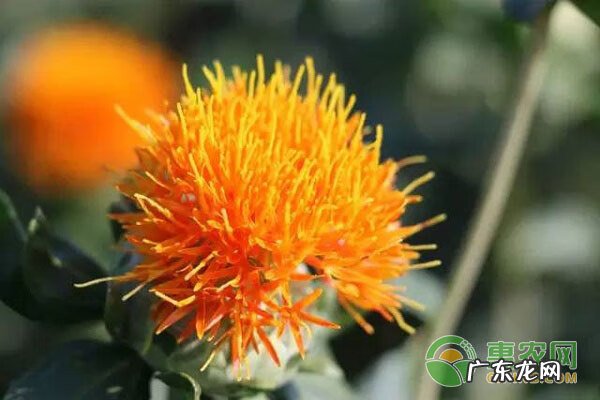 红花的功效与作用禁忌 红花的功效与作用点的功效