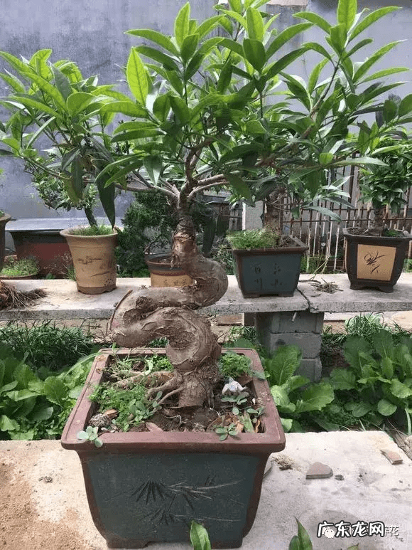 什么镇宅最好 镇宅风水物