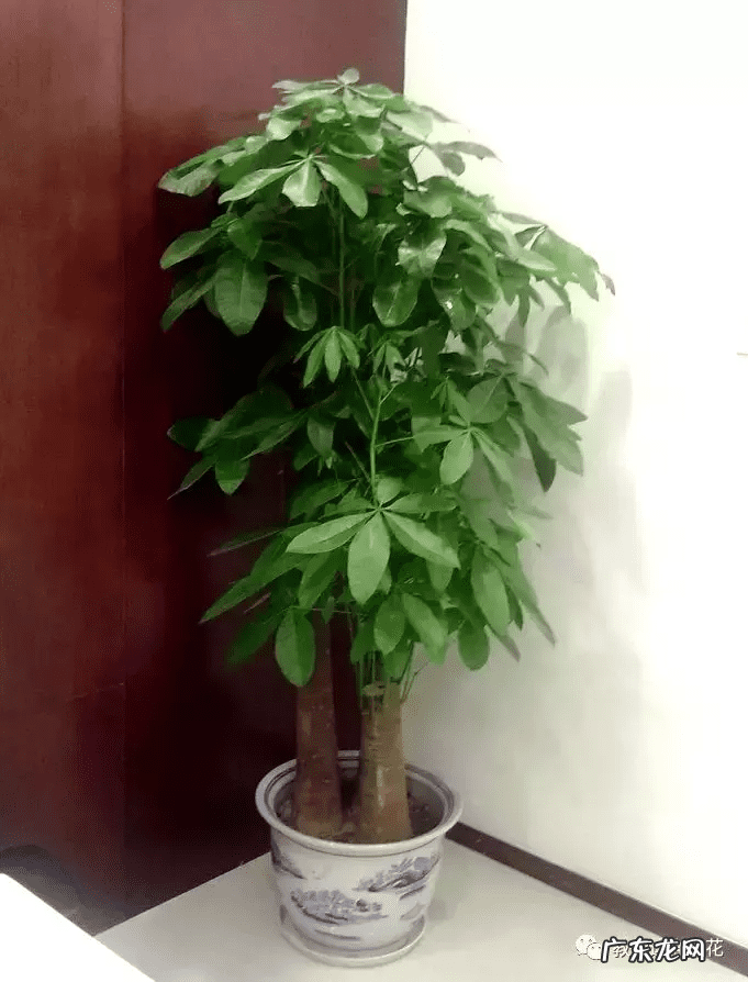 什么镇宅最好 镇宅风水物