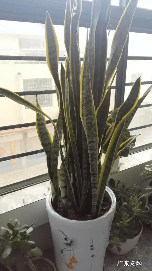 什么镇宅最好 镇宅风水物