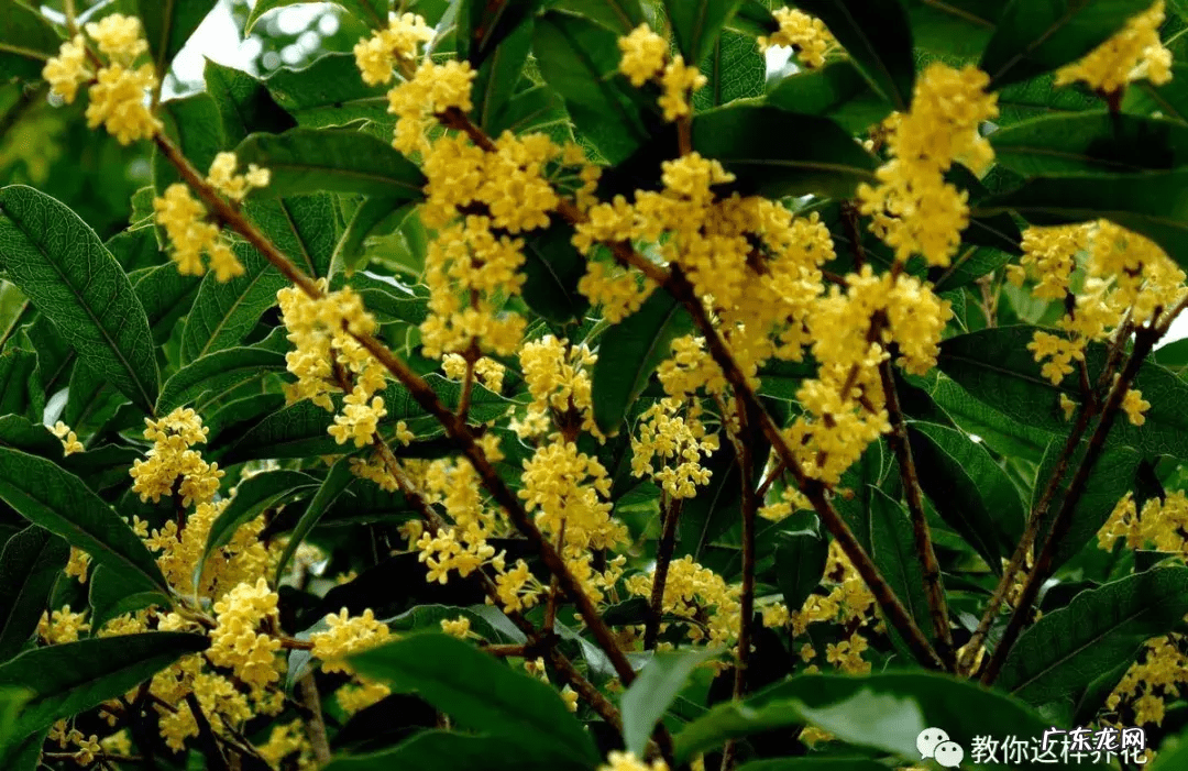 什么镇宅最好 镇宅风水物