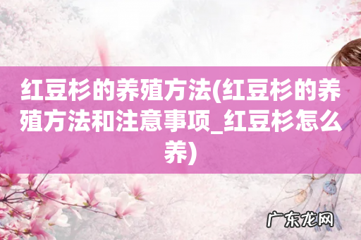 红豆杉的养殖方法和注意事项_红豆杉怎么养 红豆杉的养殖方法