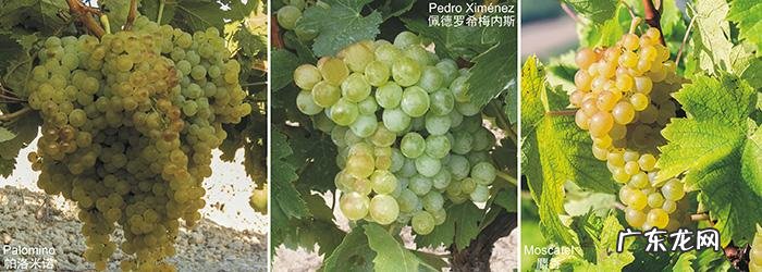 雪利酒怎么喝 雪利酒杯简介