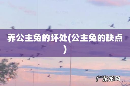 公主兔的缺点 养公主兔的坏处