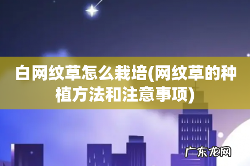 网纹草的种植方法和注意事项 白网纹草怎么栽培