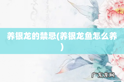 养银龙鱼怎么养 养银龙的禁忌