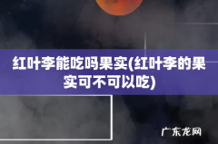 红叶李的果实可不可以吃 红叶李能吃吗果实