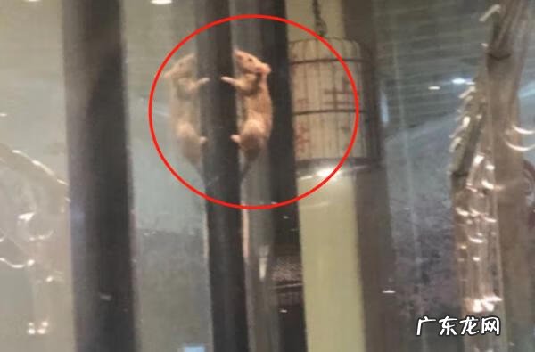 公司老鼠多风水好不好 店里有好多老鼠对风水好么