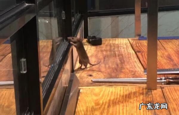 公司老鼠多风水好不好 店里有好多老鼠对风水好么