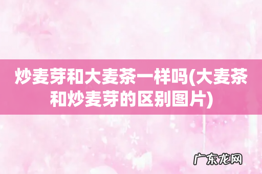 大麦茶和炒麦芽的区别图片 炒麦芽和大麦茶一样吗