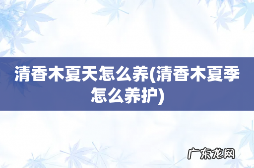 清香木夏季怎么养护 清香木夏天怎么养