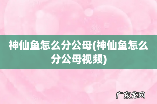 神仙鱼怎么分公母视频 神仙鱼怎么分公母