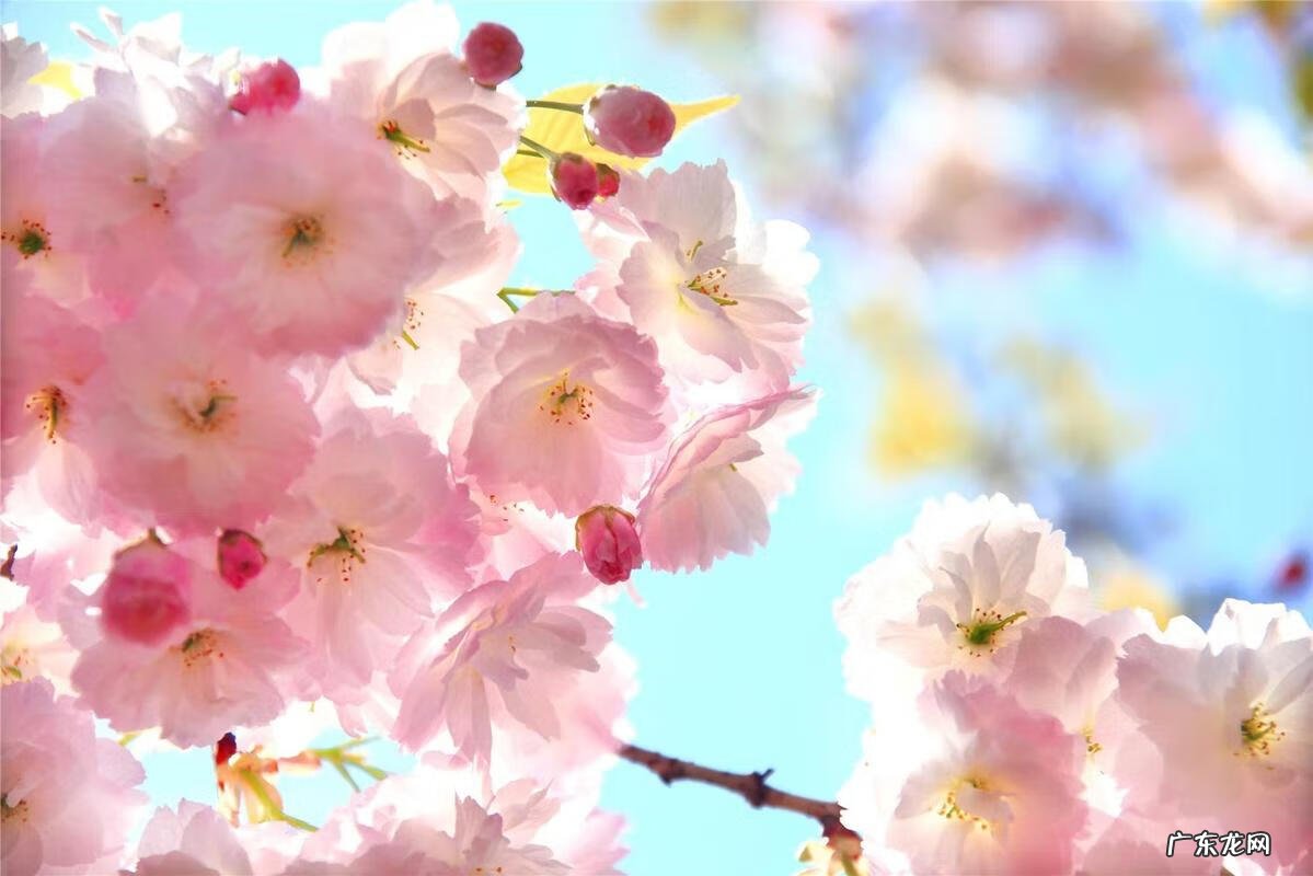 大连日语 大连樱花日语学校