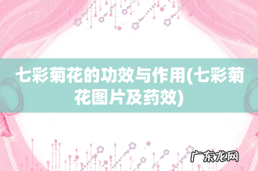 七彩菊花图片及药效 七彩菊花的功效与作用