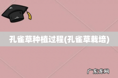 孔雀草栽培 孔雀草种植过程