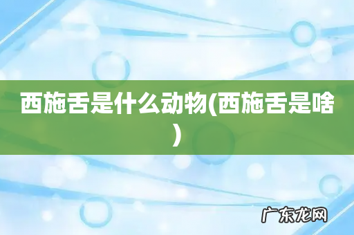 西施舌是啥 西施舌是什么动物