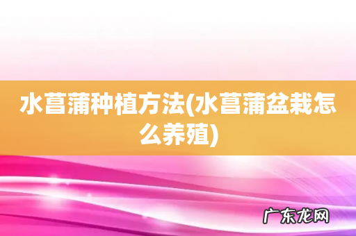 水菖蒲盆栽怎么养殖 水菖蒲种植方法