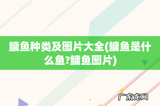 鳙鱼是什么鱼?鳙鱼图片 鳙鱼种类及图片大全