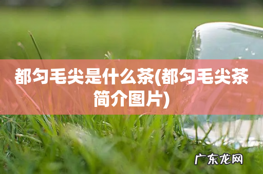 都匀毛尖茶简介图片 都匀毛尖是什么茶