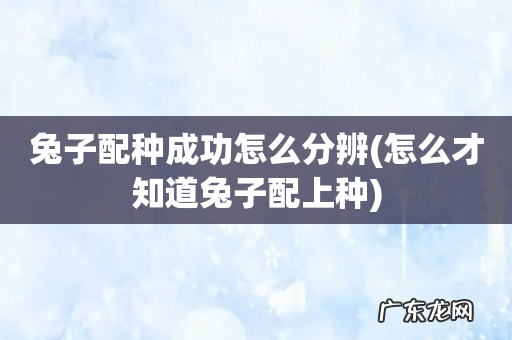 怎么才知道兔子配上种 兔子配种成功怎么分辨