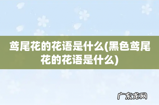 黑色鸢尾花的花语是什么 鸢尾花的花语是什么