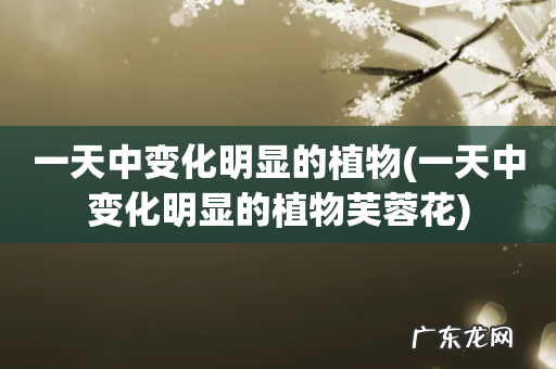 一天中变化明显的植物芙蓉花 一天中变化明显的植物