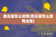 西瓜苗怎么培育出来 西瓜苗怎么培育