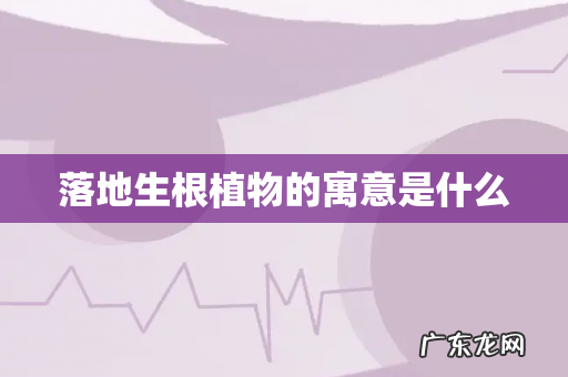 落地生根植物的寓意是什么