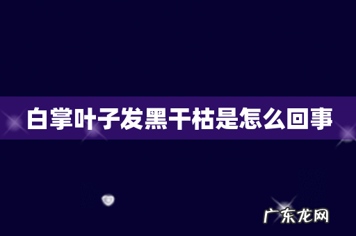 白掌叶子发黑干枯是怎么回事