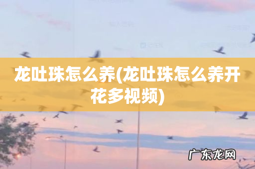 龙吐珠怎么养开花多视频 龙吐珠怎么养