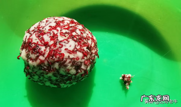 寒露钓鲤鱼钓远钓近 赤尾青钓鲤鱼怎么样