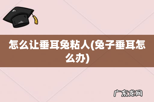 兔子垂耳怎么办 怎么让垂耳兔粘人