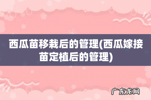 西瓜嫁接苗定植后的管理 西瓜苗移栽后的管理