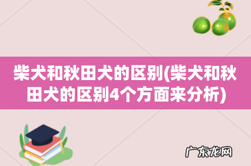 柴犬和秋田犬的区别4个方面来分析 柴犬和秋田犬的区别