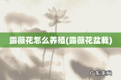 露薇花盆栽 露薇花怎么养殖
