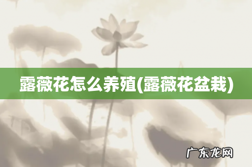 露薇花盆栽 露薇花怎么养殖