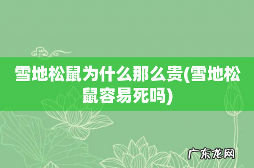 雪地松鼠容易死吗 雪地松鼠为什么那么贵