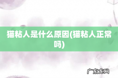 猫粘人正常吗 猫粘人是什么原因