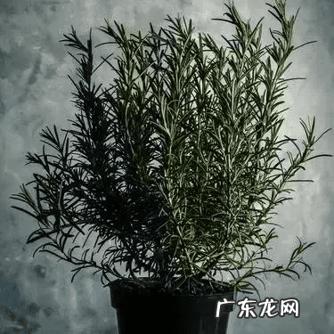 牛至玫瑰 牛至图片