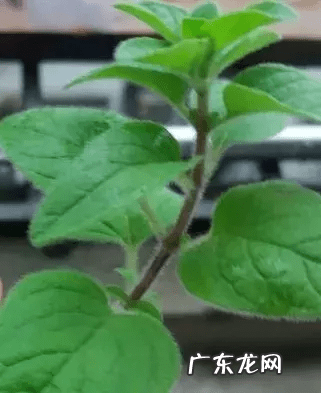 牛至玫瑰 牛至图片