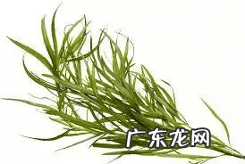 牛至玫瑰 牛至图片