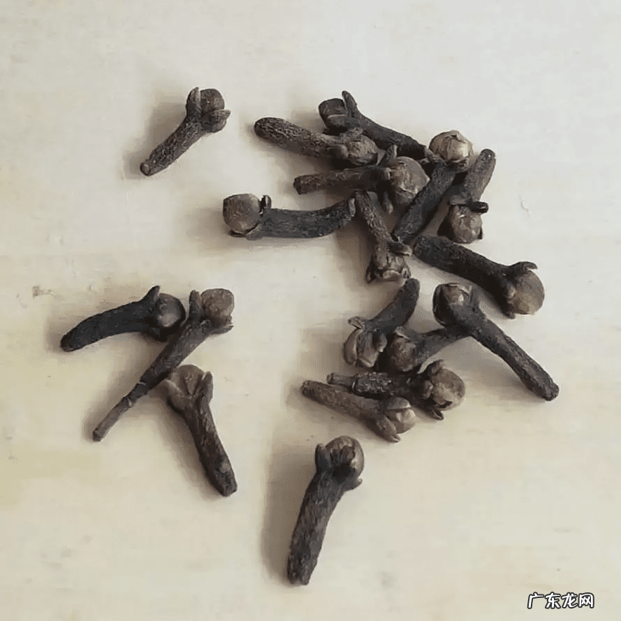 牛至玫瑰 牛至图片